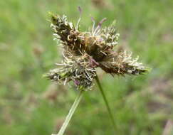 Image of Fuirena pubescens var. pubescens