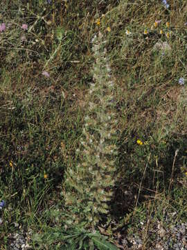 Image of Echium italicum subsp. italicum