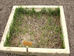 Image of Bermudagrass