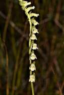 Spiranthes brevilabris var. floridana (Wherry) Luer resmi