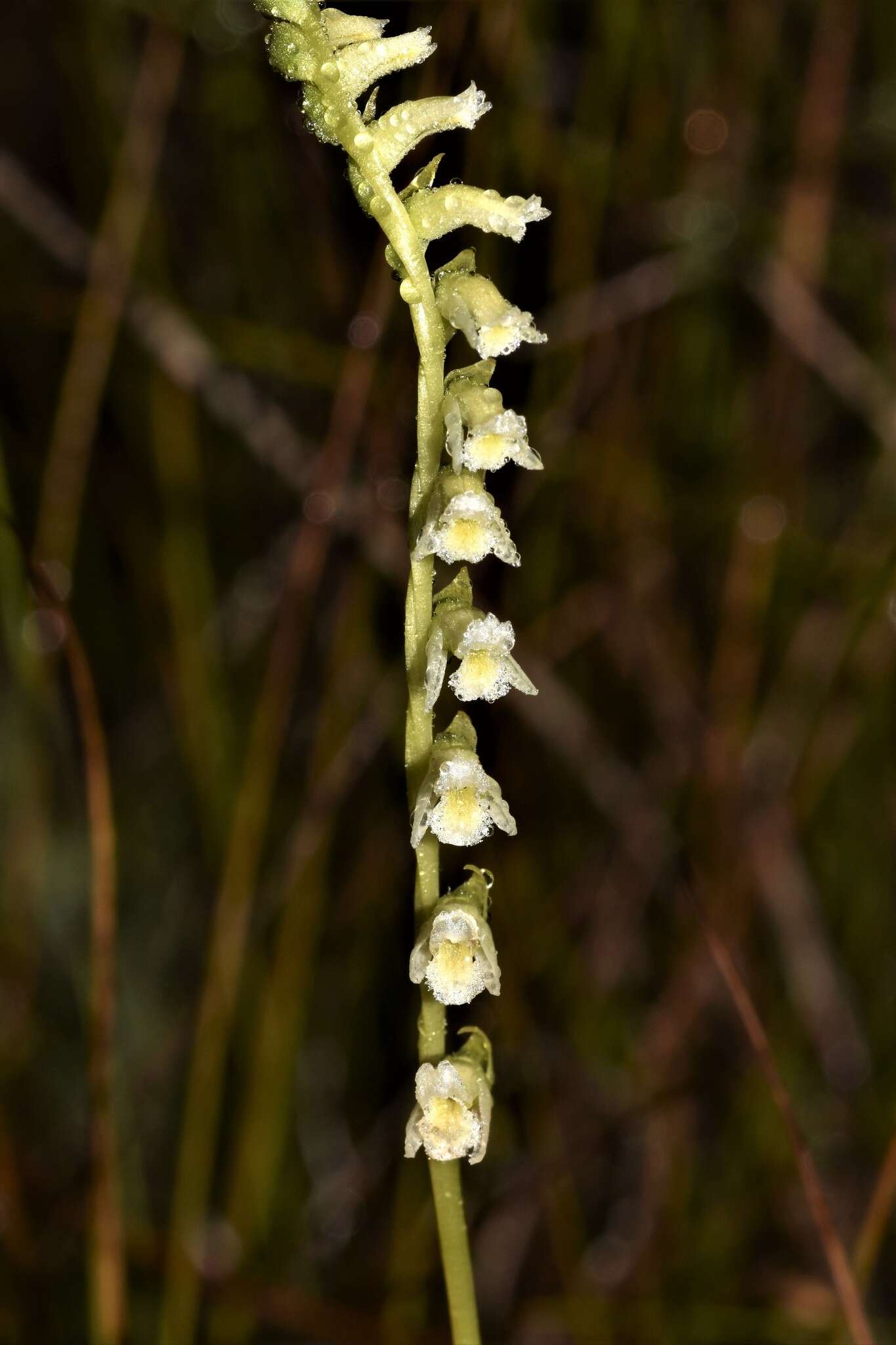 Image of Florida Ladies'-Tresses