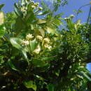 Image of Yellowshrub