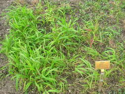 Image of Eastern Bottle-Brush Grass