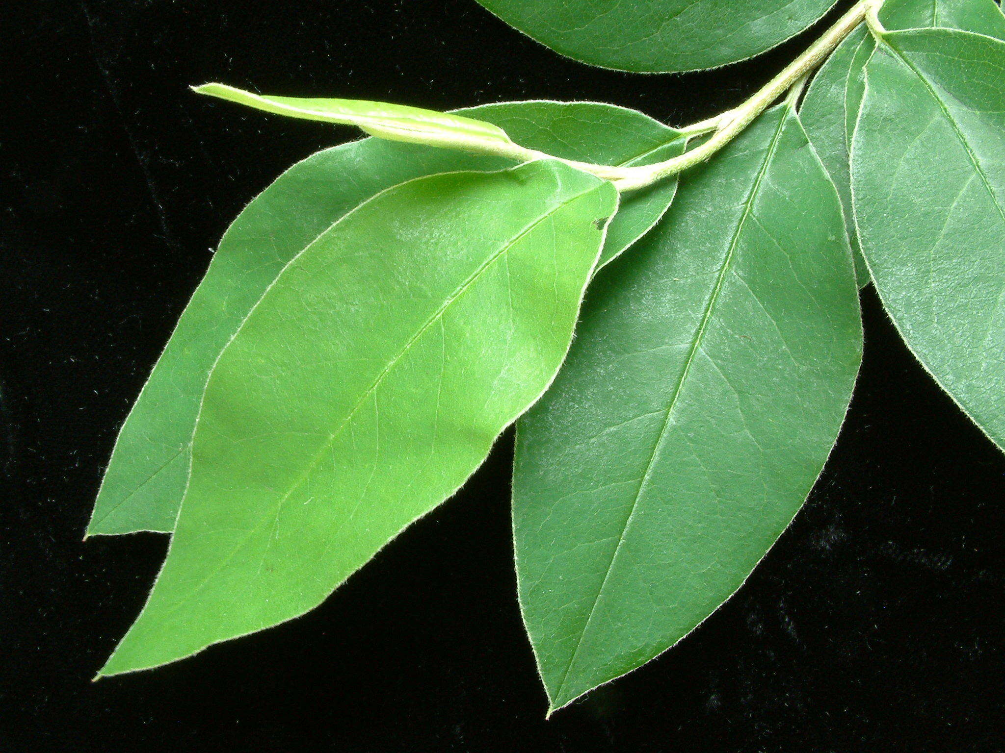 Image of Cotoneaster gamblei Klotz