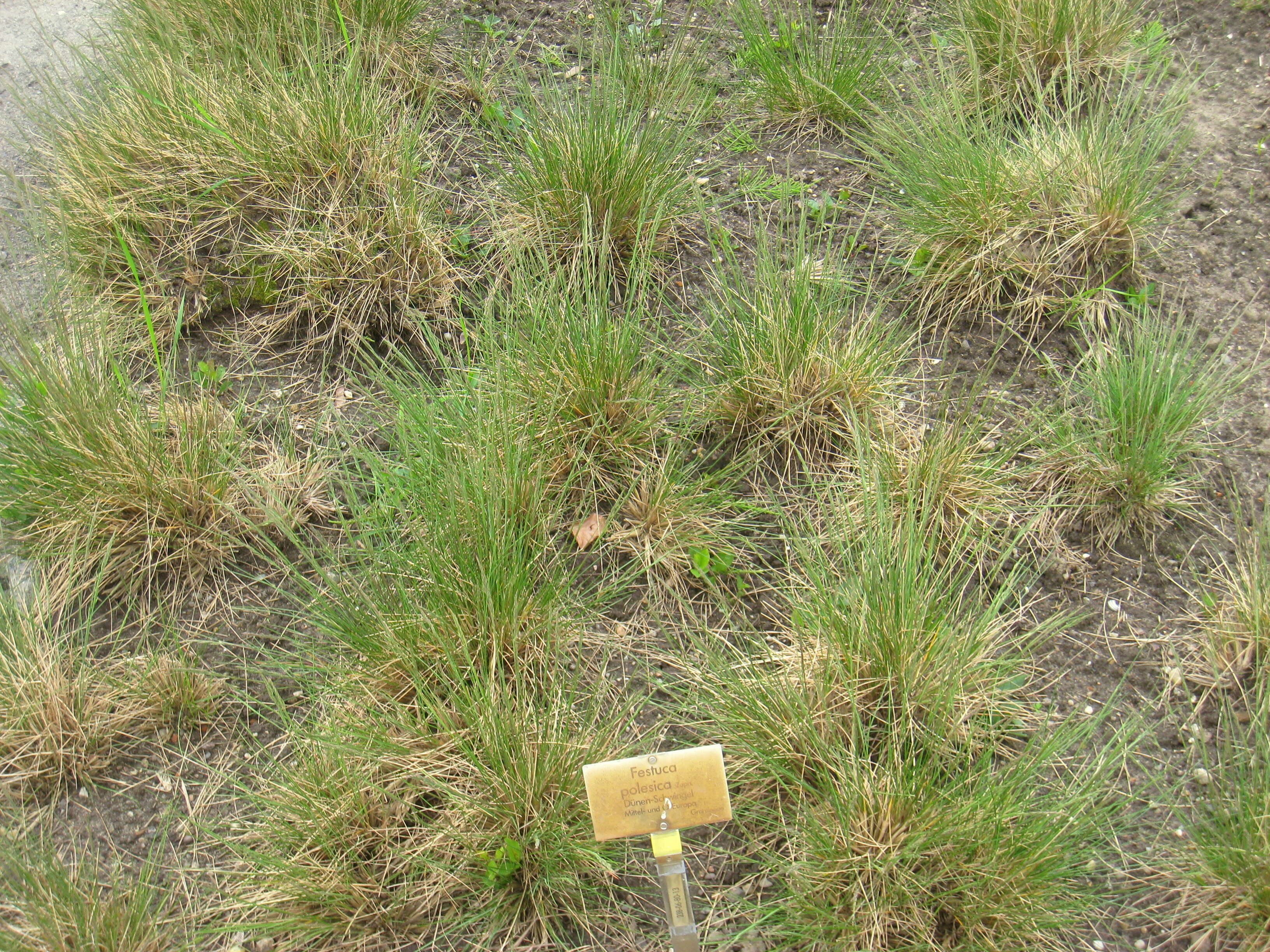 Image de Festuca vivipara (L.) Sm.