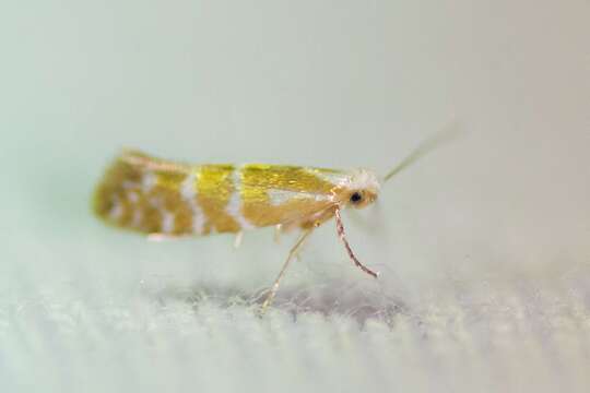 Image of Argyresthia aureoargentella Brower 1953