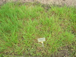 Image of Plicate Sweet-grass