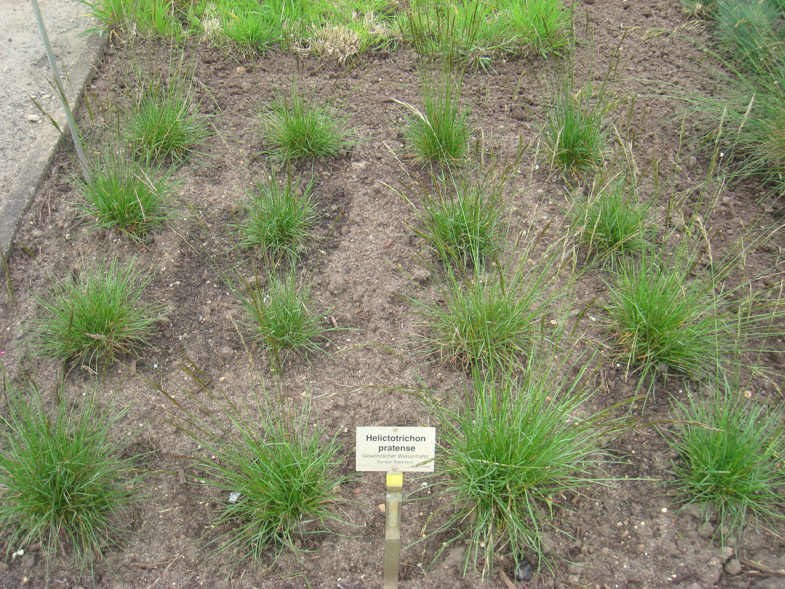 Plancia ëd Helictochloa pratensis (L.) Romero Zarco