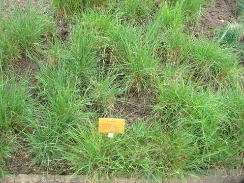 Image of Somerset hair grass