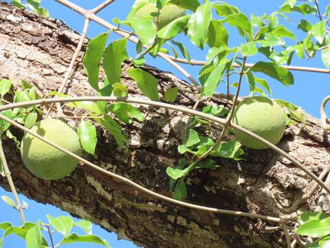 Image of Rubber vine