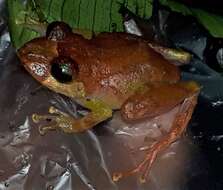 Image of Los Cedros Rainfrog