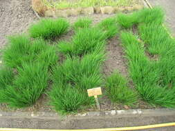 Image of Purple Moor Grass