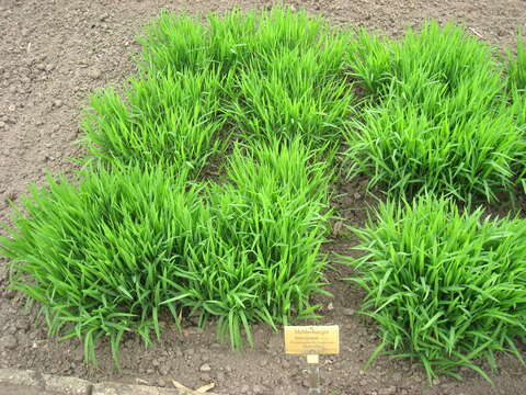 Image of Mexican muhly