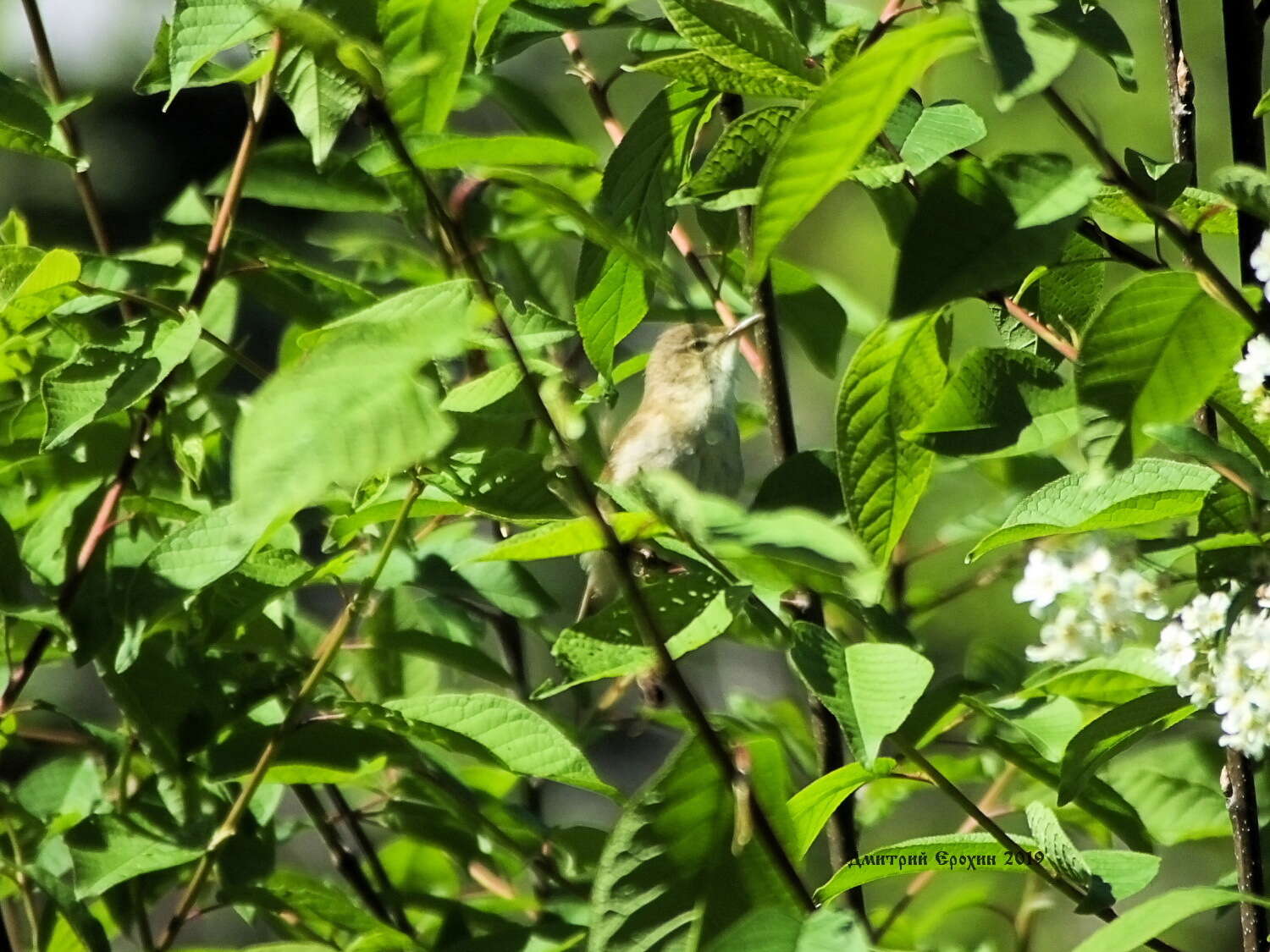 Image of Marsh Warbler