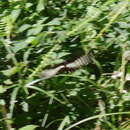 Papilio echerioides Trimen 1868 resmi