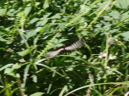 Image of White-banded Swallowtail