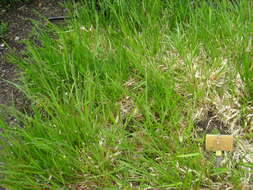 Image of broad-leaved meadow-grass