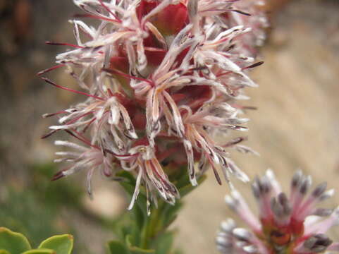 Imagem de Paranomus roodebergensis (Compton) Levyns