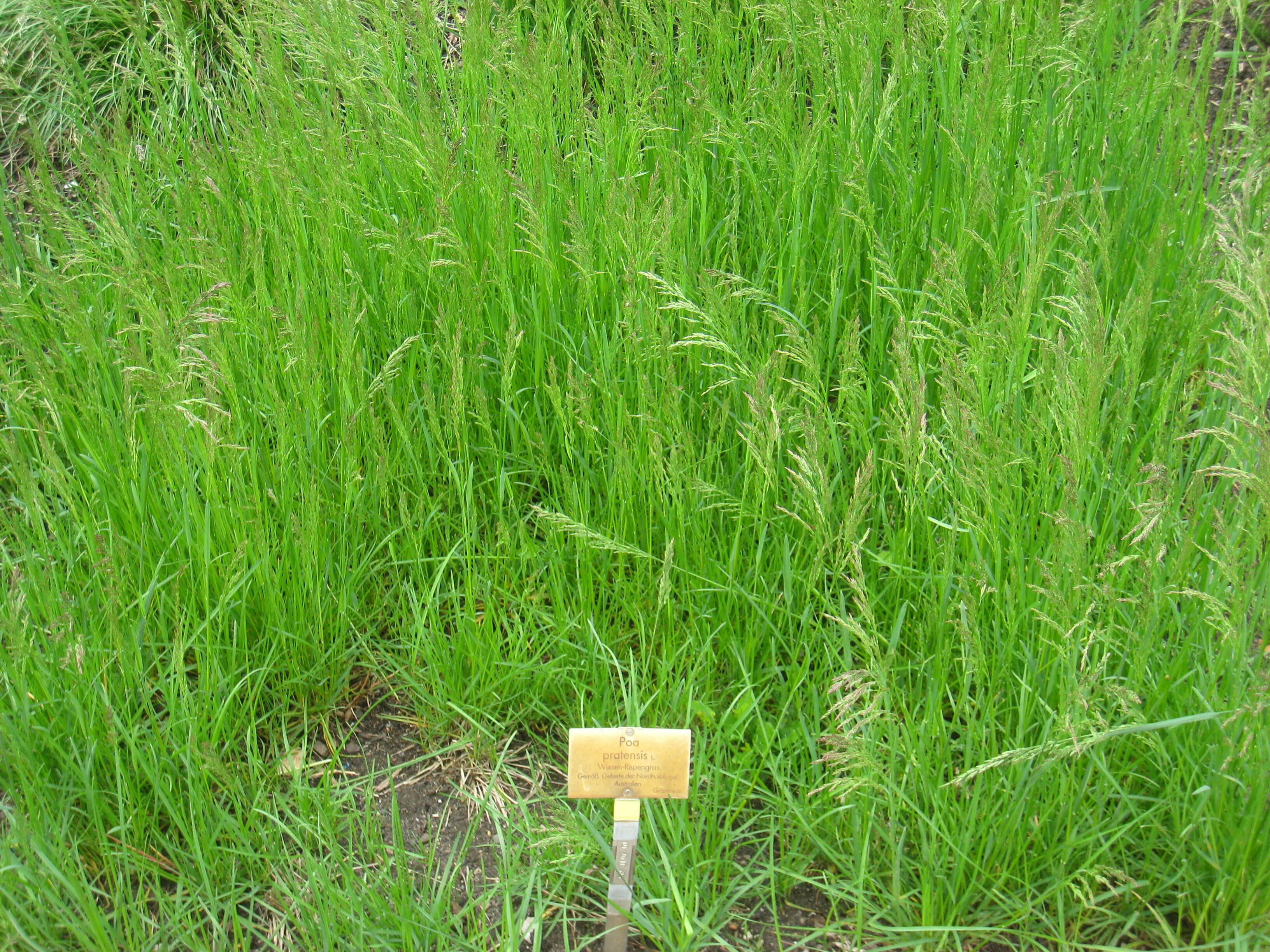 Image of Smooth Meadow-grass