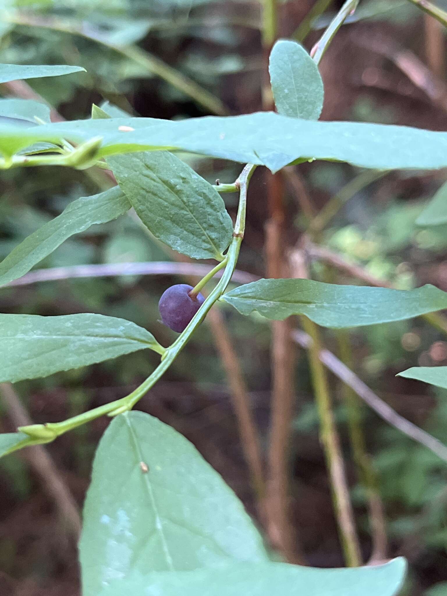 Image de Vaccinium alaskaense Howell