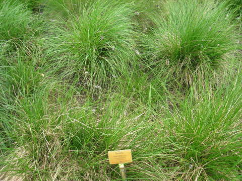 Image of blue moor grass