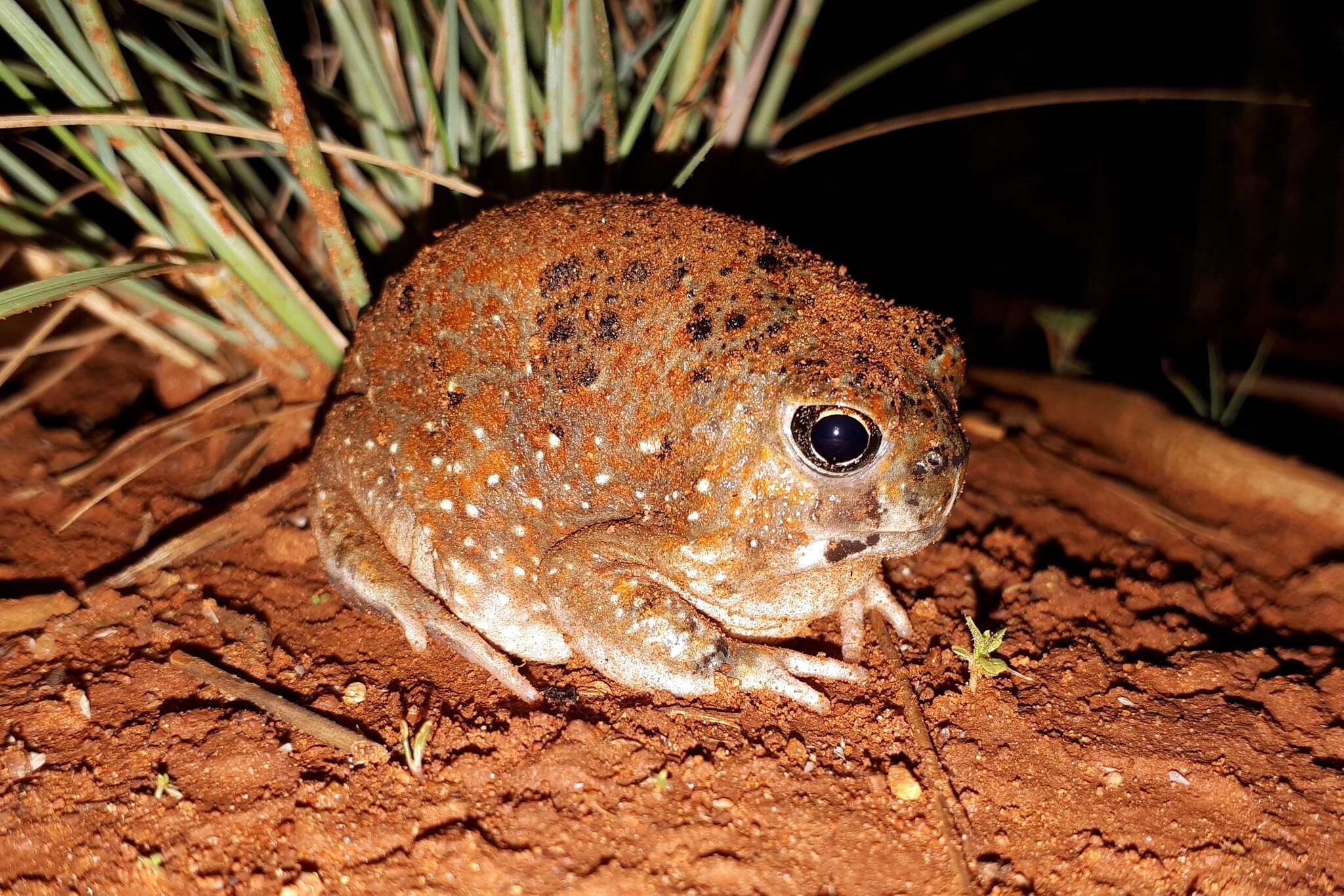 Image of Desert Spadefoot Toad