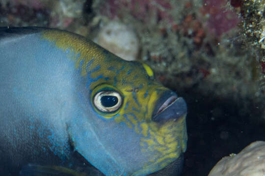 Image de Chaetodontoplus melanosoma (Bleeker 1853)