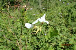 Image of Tephrosia inandensis H. M. L. Forbes