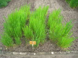 Image of golden oat grass