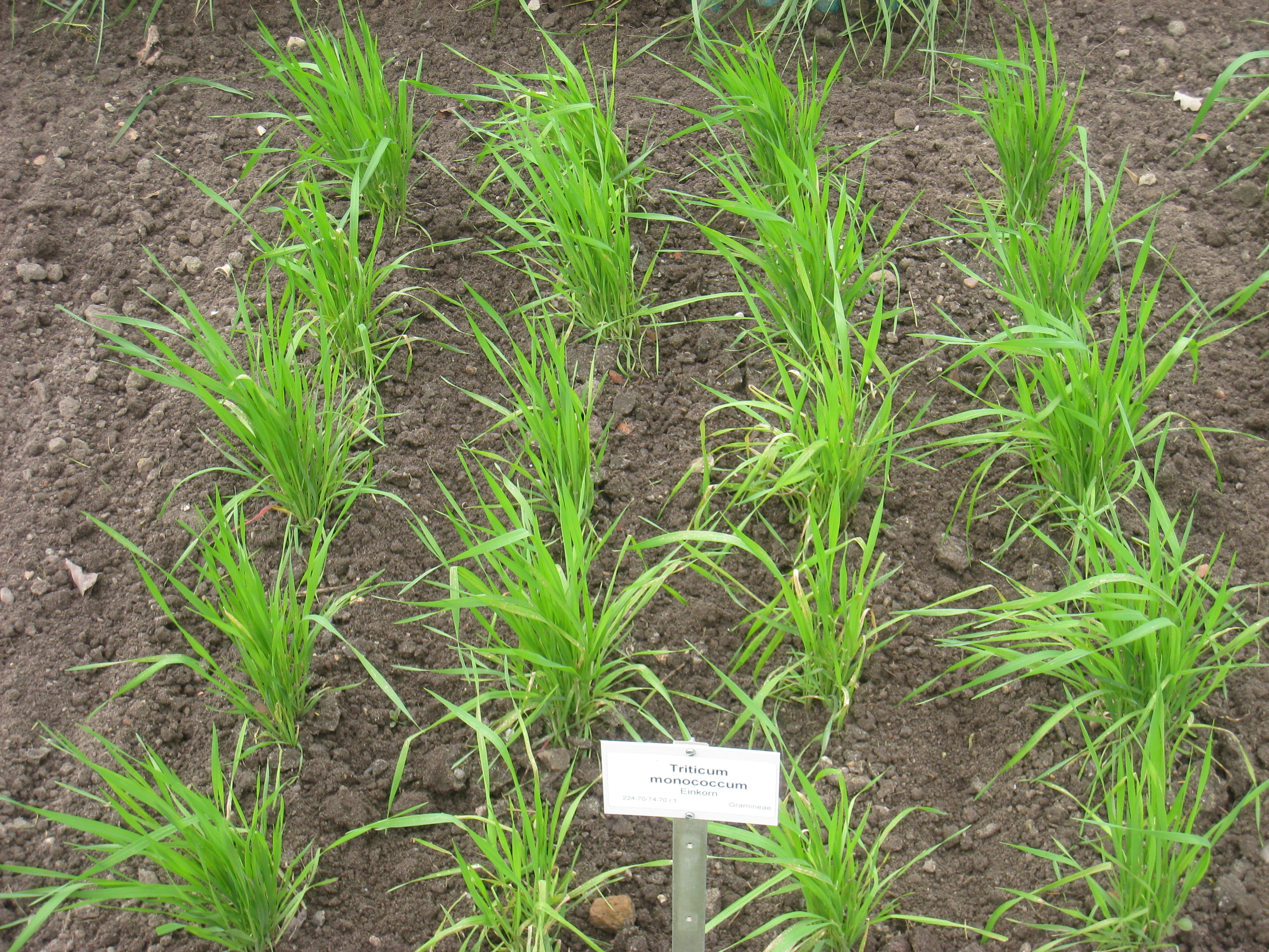 Triticum monococcum (rights holder: )