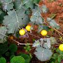 Image of tropical soda apple