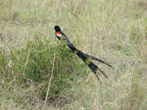 Image of Long-tailed Whydah