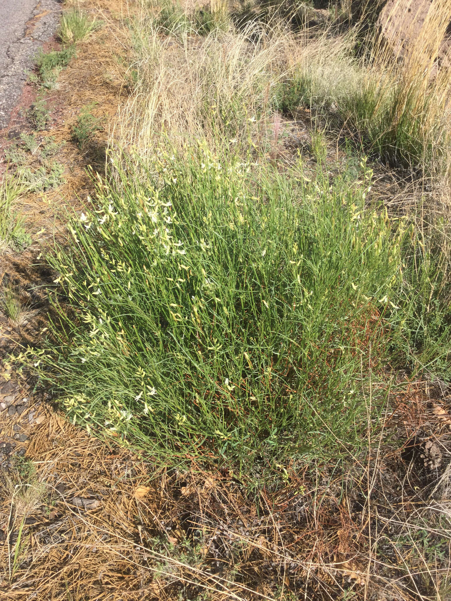 Sivun Astragalus lonchocarpus Torr. kuva