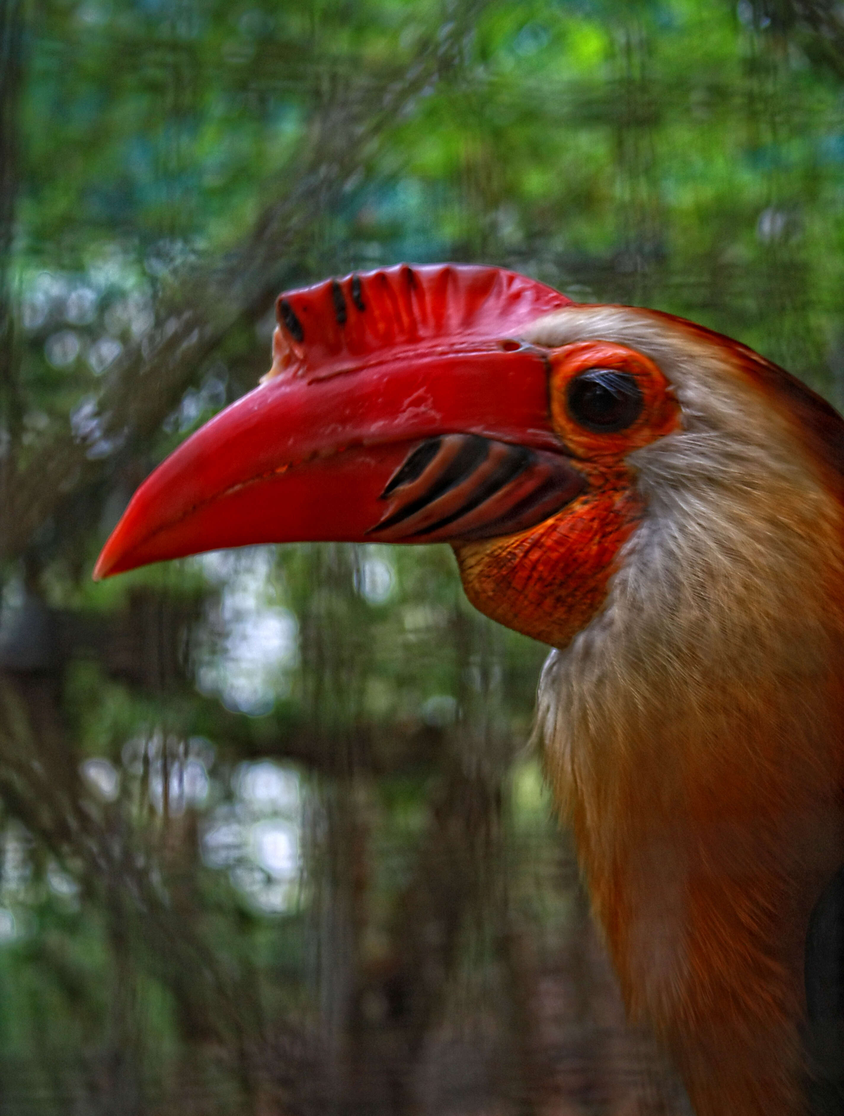 Image of Writhed Hornbill