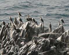 Image of White-breasted Cormorant