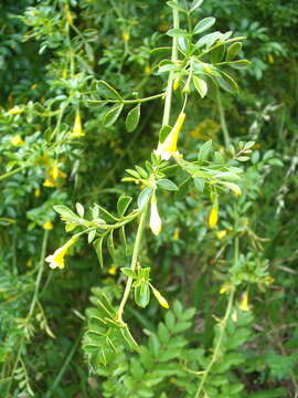 Image of Chrysojasminum humile (L.) Banfi