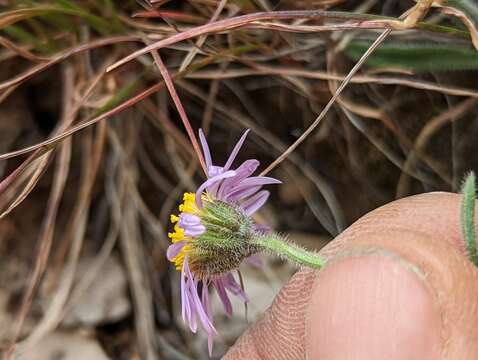 Image of Clokey's fleabane