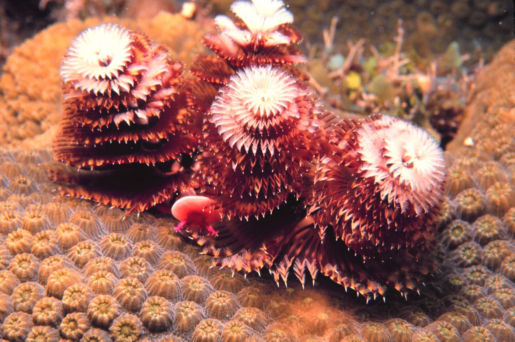 Image of Christmas tree worm