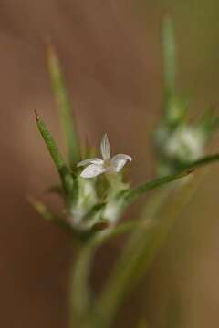 Image de Eriastrum hooveri (Jepson) Mason