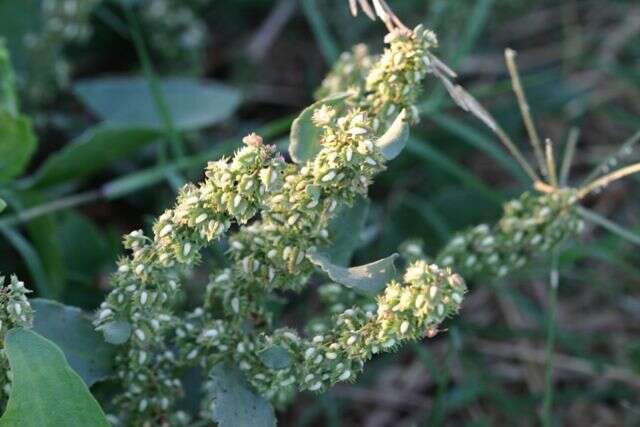 Image de Rumex stenophyllus Ledeb.