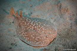 Image of Leopard Torpedo