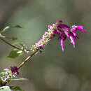 Sivun Salvia iodantha Fernald kuva