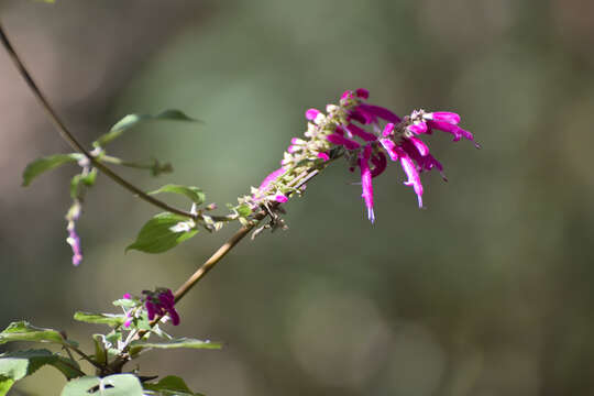 Sivun Salvia iodantha Fernald kuva