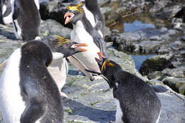 Image of Macaroni Penguin