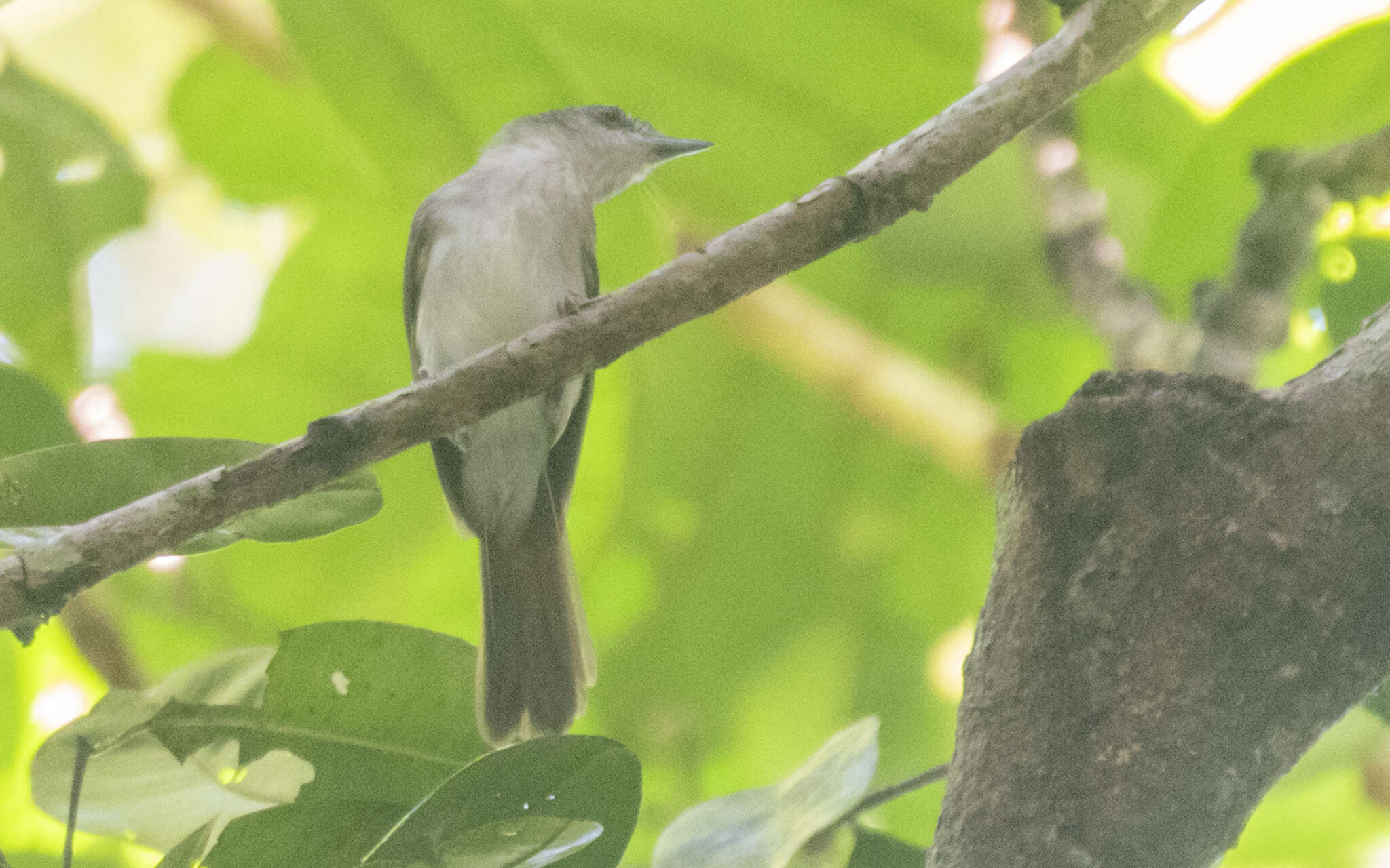 Image of Sooty-capped Babbler