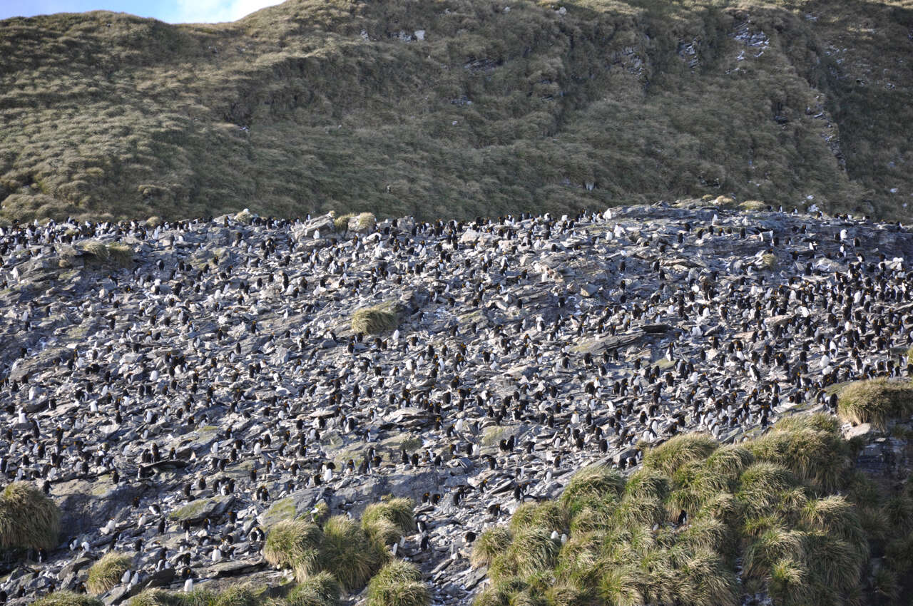 Image of Macaroni Penguin