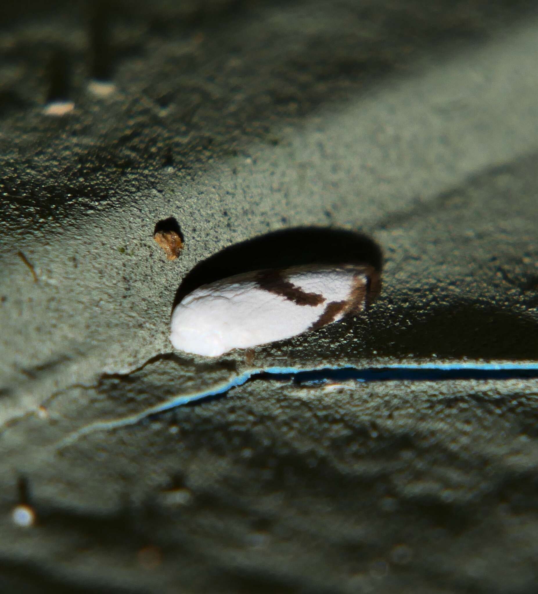 Sivun Opostegoides gephyraea (Meyrick 1880) Davis 1989 kuva