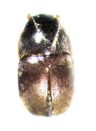 صورة Acrotrichis (Acrotrichis) insularis (Mäklin 1852)