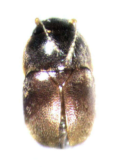 صورة Acrotrichis (Acrotrichis) insularis (Mäklin 1852)