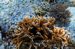 Image of Fire coral